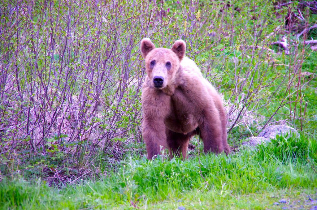 Alaska 1. Bär 2016 (I)