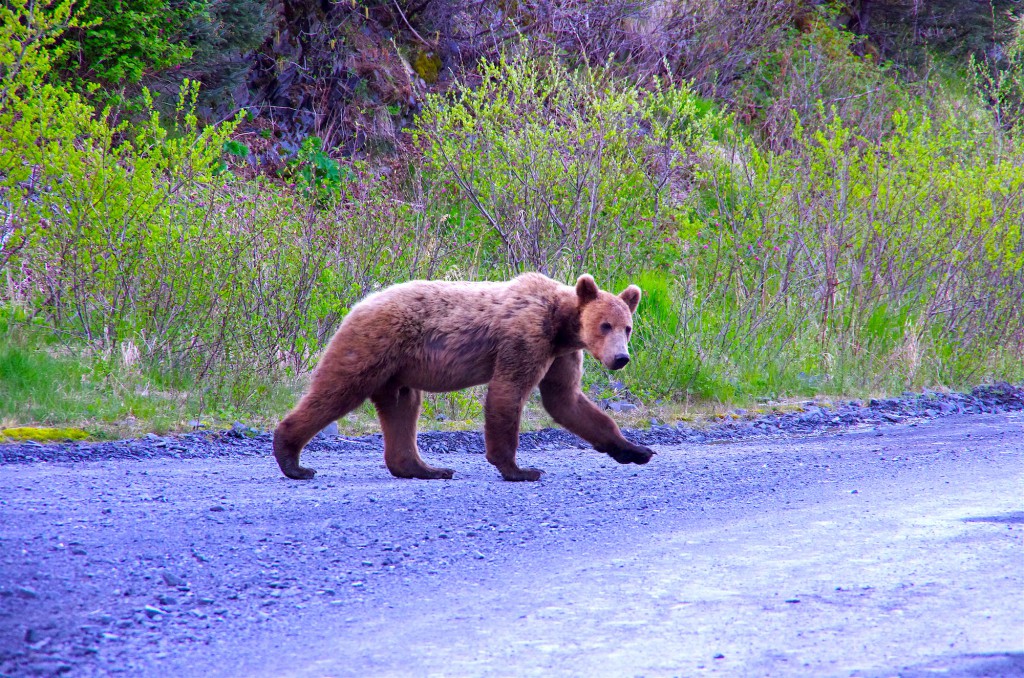 Alaska 1. Bär 2016 (II)