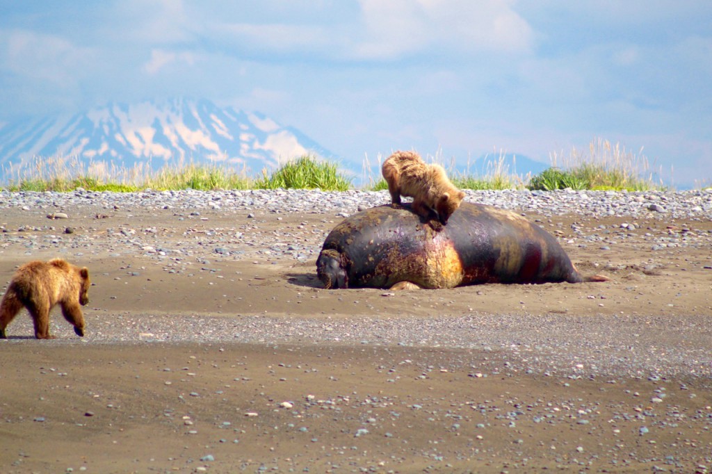 Port Möller, Bristol Bay, Foto von unserem Fischerfreund Jon LeVan