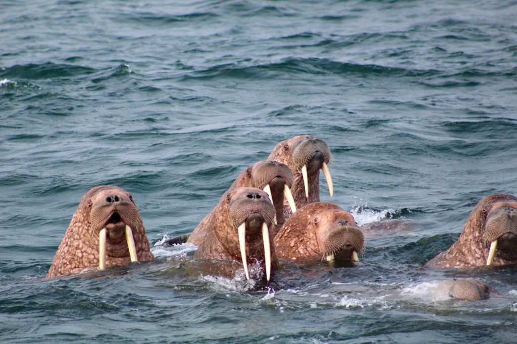 Port Möller, Bristol Bay, Foto von unserem Fischerfreund Jon LeVan