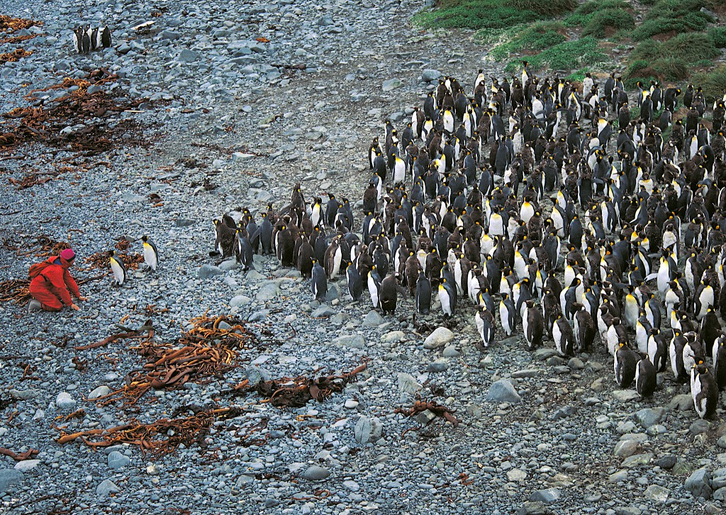 Auf Macquarie begrüßen uns Königspinguine. Eine Vorhut sondiert erst einmal die Lage.