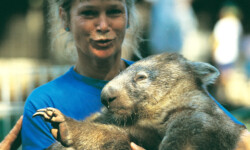 Der Wombat ist ein Schwergewicht Der Wombat ist ein Schwergewicht