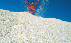 Shark Bay: Berge von Muscheln... Berge von Muscheln in der Shark Bay, Australien