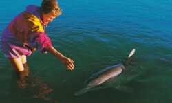 Heide mit Delphin in der Shark Bay, Australien Heide mit Delphin in der Shark Bay, Australien