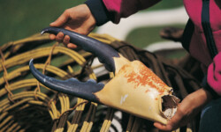 Die Schere einer Monsterkrabbe