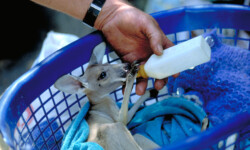 Erich als Babysitter Erich als Babysitter