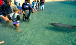 Wilde Delphine in der Shark Bay Wilde Delphine in der Shark Bay