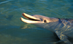 Wilde Delphine in der Shark Bay Wilde Delphine in der Shark Bay