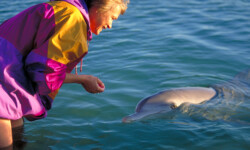Heide mit Delphin in der Shark Bay, Australien Heide mit Delphin in der Shark Bay, Australien