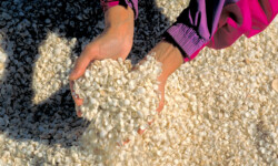Shark Bay: Berge von Muscheln... Berge von Muscheln in der Shark Bay, Australien