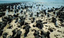 Stromboliten in der Shark Bay: Die ältesten Lebensformen der Erde Stromboliten in der Shark Bay: Die ältesten Lebensformen der Erde