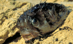 Kugelfisch nach Sonnenstich