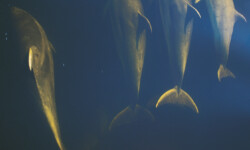 Bottlenose Delphine im Doubtful Sound, Fjordland