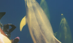 Bottlenose Delphine im Doubtful Sound, Fjordland