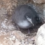 Ein Paradies für Vögel. Und eine intakte endemische Pflanzenwelt (Selvagem Grande 2020)