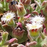 Ein Paradies für Vögel. Und eine intakte endemische Pflanzenwelt (Selvagem Grande 2020)