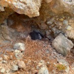 Nistplatz Coy's Shearwater